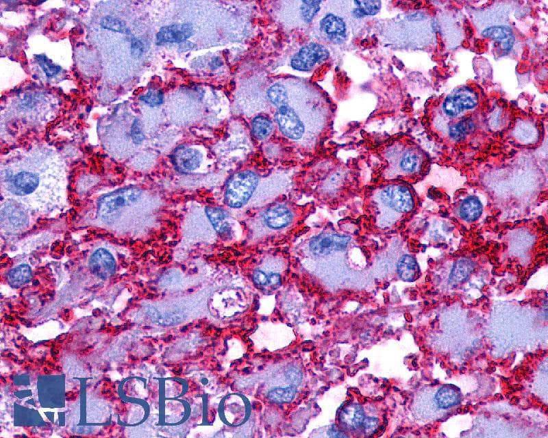 PathPlus™ PTGER2 / EP2 Antibody (N-Terminus)