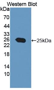 PTP4A3 Antibody (aa1-170)