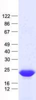 Human BTG1 Protein (Recombinant His, N-Terminal)