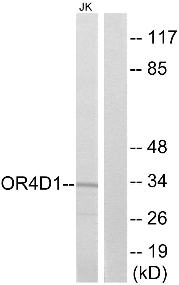 Polyclonal Rabbit anti-Human OR4D1 Antibody (aa261-310, IF, WB)