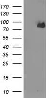 ACSS2 / ACAS2 Antibody (clone OTI2E1, Carrier-free)
