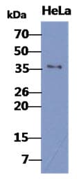 Monoclonal Mouse anti-Human BUB3 Antibody (clone AT2H6, WB)