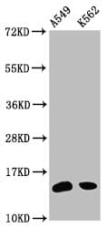 HIST1H2BN Antibody