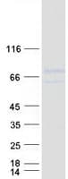 Human LINGO1 Protein (Recombinant Myc-DDK (Flag))