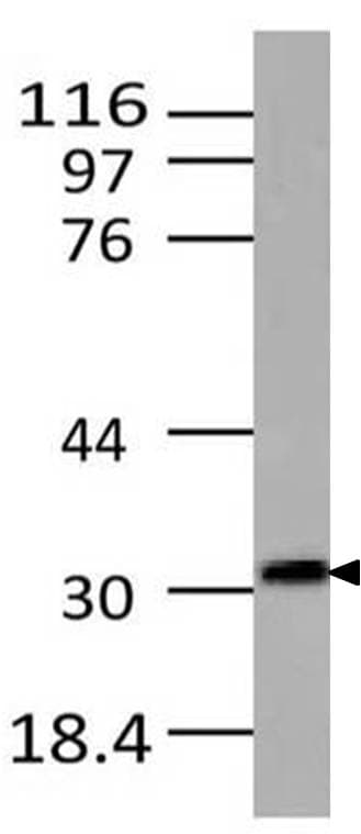 IHC-plus™ LIF Antibody (clone ABM2C57)