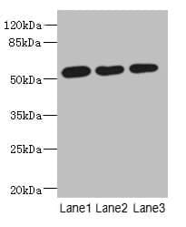 ARMT1 Antibody