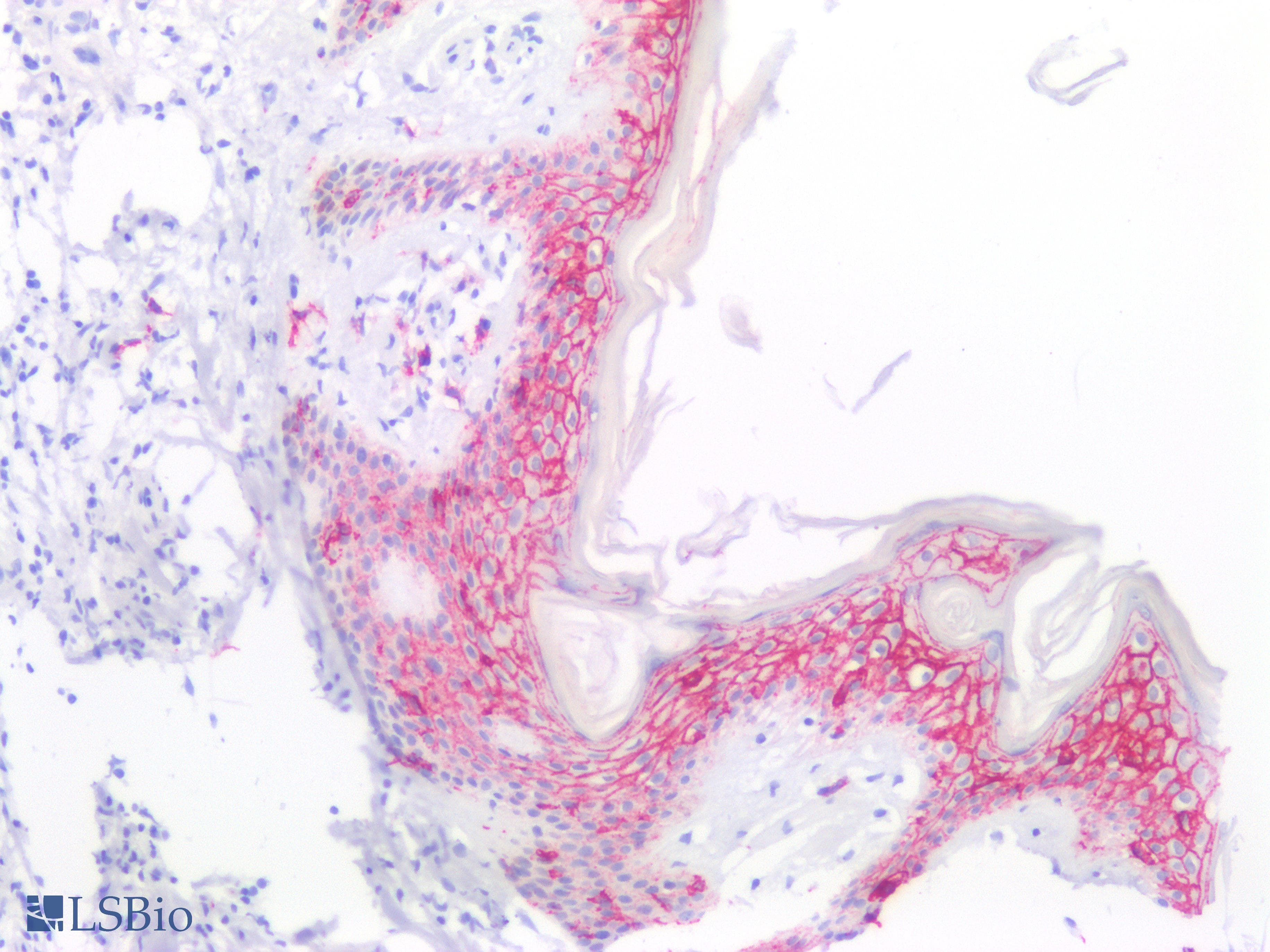 PathPlus™ CLDN1 / Claudin 1 Antibody
