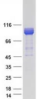 Human GARNL4 Protein (Recombinant Myc-DDK (Flag))