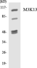 Polyclonal Rabbit anti-Human MAP3K13 / LZK Antibody (aa134-183, WB)
