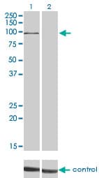 MAPK6 / ERK3 Antibody (clone 1G6)