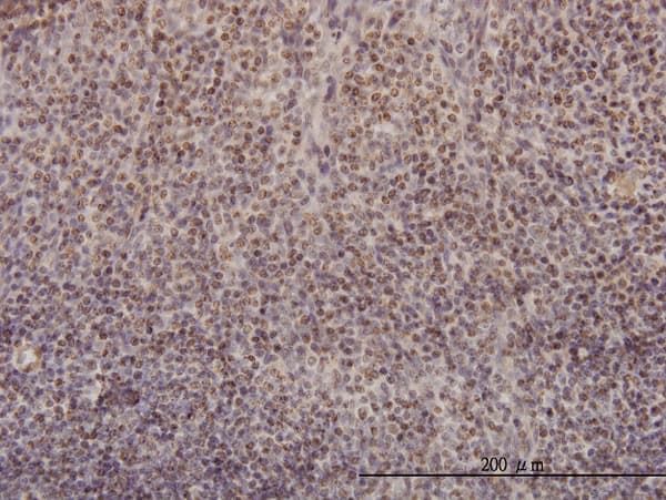RFC4 Antibody (clone 1C12)