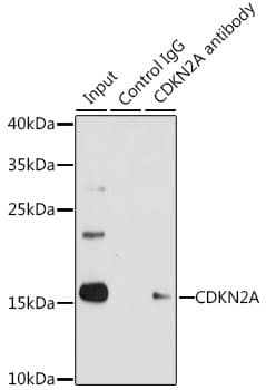 p16INK4a / CDKN2A Antibody