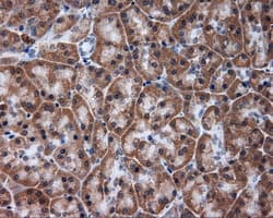 TUBA8 / Tubulin Alpha 8 Antibody (clone OTI3E10)