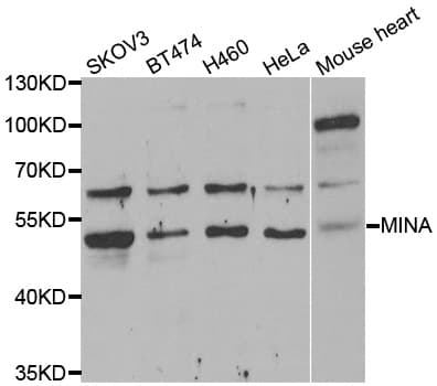 MINA / MINA53 Antibody