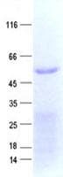 Human ZNF480 Protein (Recombinant His, N-Terminal)