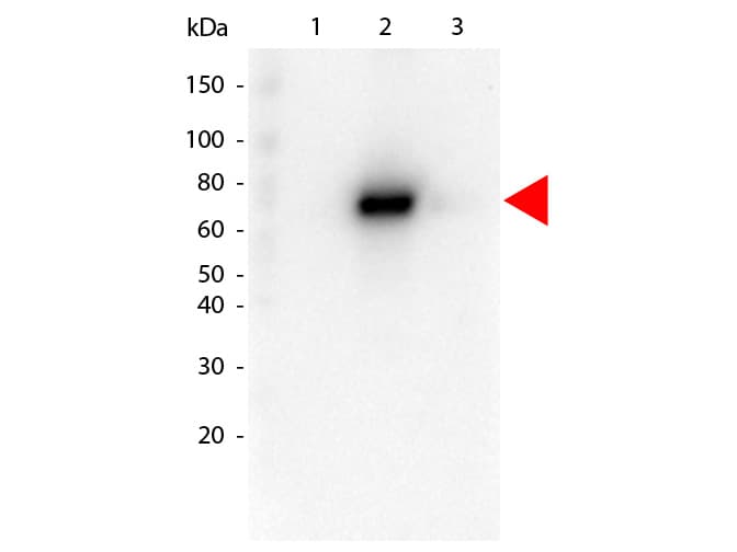 AKT2 Antibody (Internal, clone 16G11.E8)