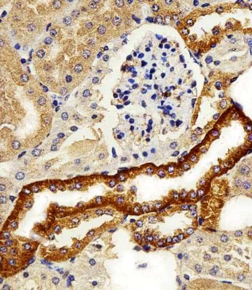 FXYD6 Antibody (aa81-115)