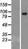 VPS39 Protein (Over-Expression Lysate Myc-DDK (Flag))