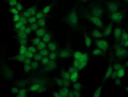 HOXC11 Antibody (clone OTI4H8)