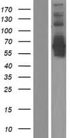 DPYSL5 / CRMP5 Protein (Over-Expression Lysate Myc-DDK (Flag))