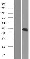 BACE2 Protein (Over-Expression Lysate Myc-DDK (Flag))