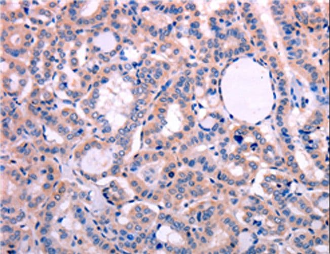 Leptin Antibody