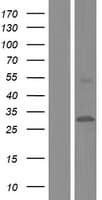 CYB561 Protein (Over-Expression Lysate Myc-DDK (Flag))