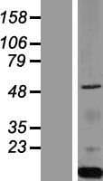 GOPC / PIST Protein (Over-Expression Lysate Myc-DDK (Flag))