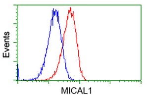 MICAL1 / MICAL Antibody (clone OTI6H10)