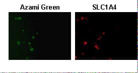 Polyclonal Rabbit anti-Human SLC1A4 / ASCT1 Antibody (IHC, WB)