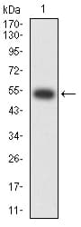 Monoclonal Mouse anti-Human CHRNA2 Antibody (clone 7G12H9, WB)