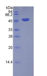 Human ICOS / CD278 Protein (Recombinant His-GST)