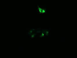 PPIL3 Antibody (clone OTI2E7, Carrier-free)
