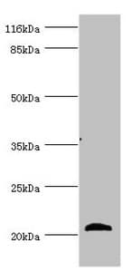 APOM / Apolipoprotein M Antibody