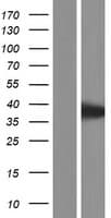 AAGAB Protein (Over-Expression Lysate Myc-DDK (Flag))