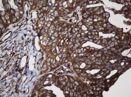 SCFD1 / SLY1 Antibody (clone OTI4D2)