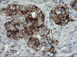 ROMO1 Antibody (clone OTI1G4)