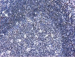 ANKRD53 Antibody (aa1-300, clone OTI1A7, Carrier-free)