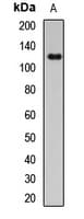 NLRP2 / NALP2 Antibody