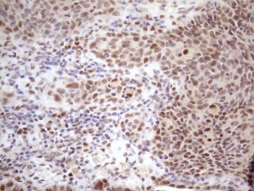 TCEAL1 Antibody (clone OTI2G10)