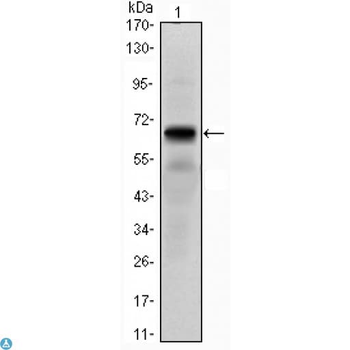 Monoclonal Mouse anti-Human PTHR / PTHR1 Antibody (IHC, IF, WB)