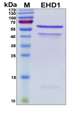 Human Testilin / EHD1 Protein (Recombinant His, N-Terminal)