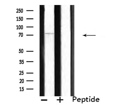 SEMA7A / Semaphorin 7A Antibody