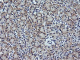 CR6 / GADD45G Antibody (clone OTI1H10, Carrier-free)