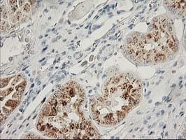 FGF21 Antibody (clone OTI1H4)