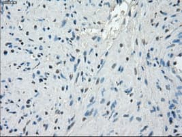 PPP5C Antibody (clone OTI5A8)