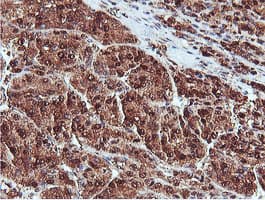 PSMB7 Antibody (clone OTI1E1)