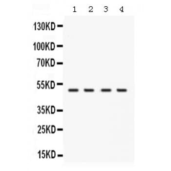 RNH1 Antibody (aa2-37)
