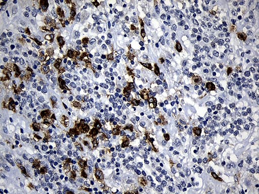 PLAC8 Antibody (clone OTI2E10, Carrier-free)