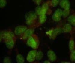 Monoclonal Mouse anti-Human Nuclei Antibody (clone 235-1, IHC, IF)